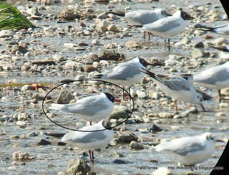 Gaviota Cabecinegra