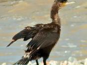 Cormarán adrianense