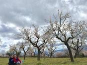 Almendro 2017