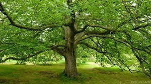 Lo que necesitas saber al soñar con un nogal. Lo que necesitas saber al soñar con un nogal.