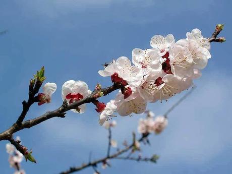 El almendro de Clara