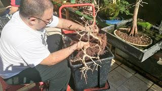 Diorama con Acers Campestres : 19 un nuevo bosque