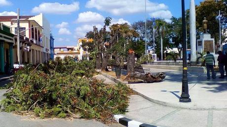 Indignación en Bayamo por corte indiscriminado de árboles en Parque Central