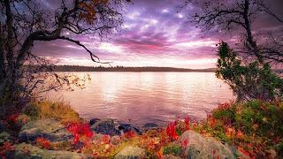 ME ENCANTA LA CANCIÓN DE LOS FLAMENCOS...