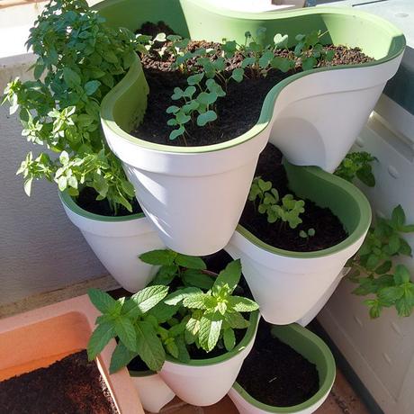 9 plantas ideales para un huerto urbano con niños – 9 plants for urban gardening with kids