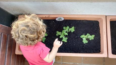 9 plantas ideales para un huerto urbano con niños – 9 plants for urban gardening with kids
