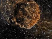 ✨Jellyfish César Blanco