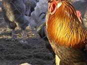 fama gallos Vecilla traspasa fronteras.