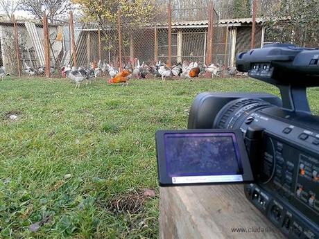 TVE Gallo de La Vecilla. RICI Comunicación