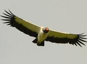 Jote real (King Vulture) Sarcoramphus papa