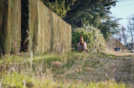 El caballo con gabardina