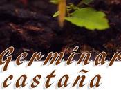 Germinar castañas casa