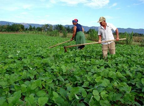 Delegación de EE.UU en La Habana se interesa por desarrollo agrícola