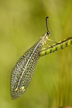 Desinsectación en Almería