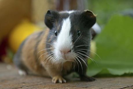 10 Comportamientos Comunes De Las Cobayas ¡Bien Explicados!