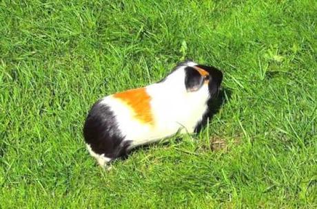 10 Comportamientos Comunes De Las Cobayas ¡Bien Explicados!