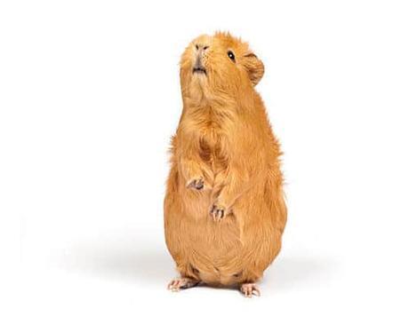 10 Comportamientos Comunes De Las Cobayas ¡Bien Explicados!