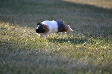 10 Comportamientos Comunes De Las Cobayas ¡Bien Explicados!