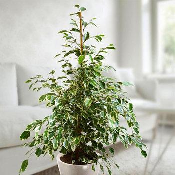 Ficus para desintoxicar tu casa