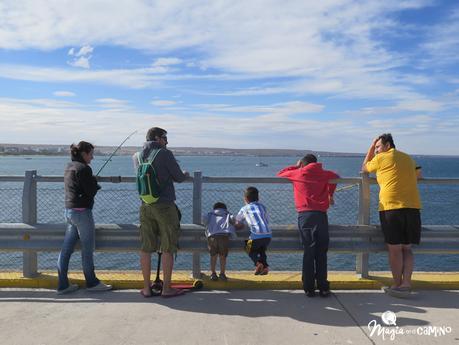 Qué hacer y ver en y desde Puerto Madryn