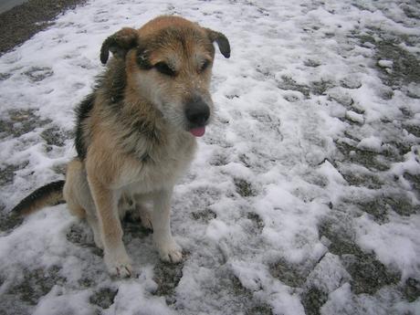 Perro abandonado en el monte.