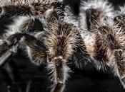 apto para aracnofóbicos: Descubren nuevas especies tarántulas gigantes Sudamérica