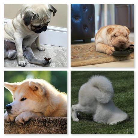 CURIOSIDAD CANINA CURIOSIDAD CANINA