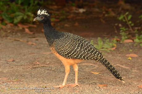 Muitú (Bare faced Curassow) Crax fasciolata