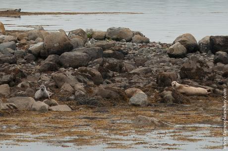 Focas Clew Bay Condado de Mayo Irlanda