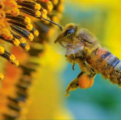 Con polen y polinizando girasol - With pollen and pollinating sunflower.