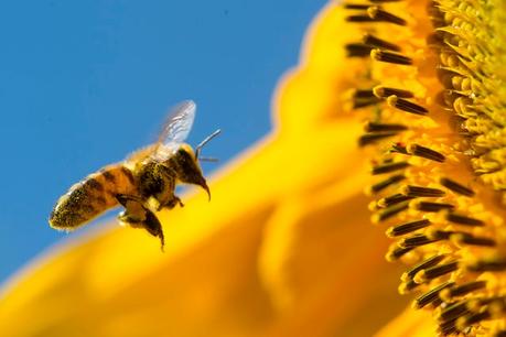 Con polen y polinizando girasol - With pollen and pollinating sunflower.