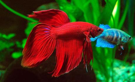 Los Peces Que Pueden Vivir Con Un Betta En Tu Tanque – ¡No Dejes De Conocerlos!