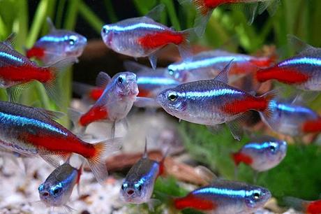 Los Peces Que Pueden Vivir Con Un Betta En Tu Tanque – ¡No Dejes De Conocerlos!