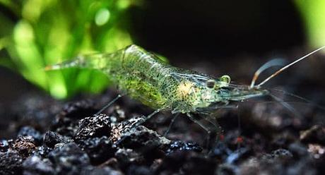 Los Peces Que Pueden Vivir Con Un Betta En Tu Tanque – ¡No Dejes De Conocerlos!