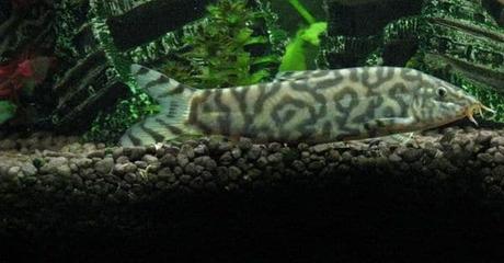 Los Peces Que Pueden Vivir Con Un Betta En Tu Tanque – ¡No Dejes De Conocerlos!