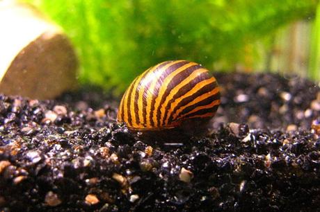 Los Peces Que Pueden Vivir Con Un Betta En Tu Tanque – ¡No Dejes De Conocerlos!