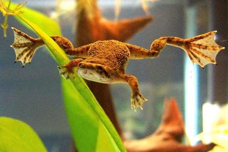 Los Peces Que Pueden Vivir Con Un Betta En Tu Tanque – ¡No Dejes De Conocerlos!