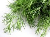 Producto herbolario: Eneldo