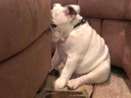 Resultado de imagen para guilty dog