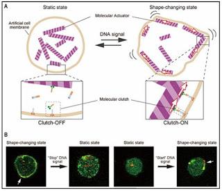 Robot molecular responde a las señales de ADN.