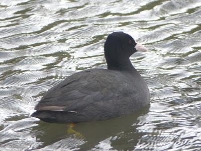 ¿Qué hace aquí esta focha?