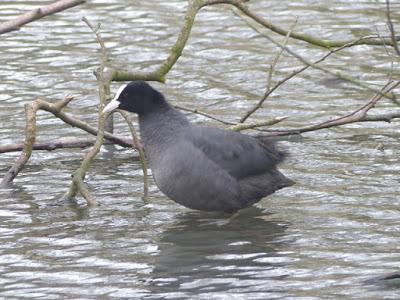 ¿Qué hace aquí esta focha?