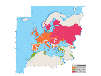 ¿Qué hace aquí esta focha?