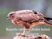 Busardo ratonero, adaptable