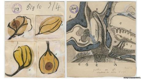 Los dibujos de Ramón y Cajal que transformaron nuestro conocimiento del cerebro