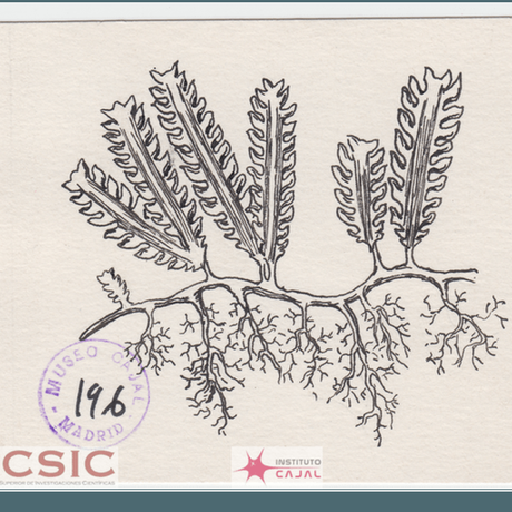 Los dibujos de Ramón y Cajal que transformaron nuestro conocimiento del cerebro