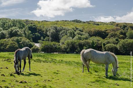 Caballos Irlanda