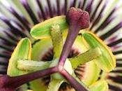 Pasiflora: propiedades beneficios para salud