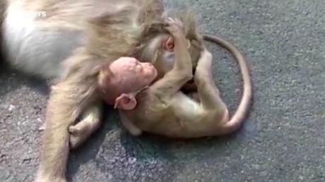 Conmueve video de bebé mono llorando el cuerpo de su madre