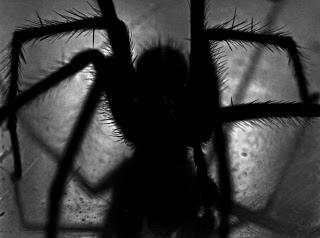 Las 7 Fobias Más Comunes Y Su Explicación Científica
